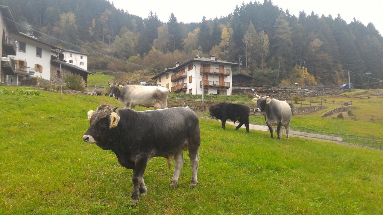 Ferienwohnung Il Cardo Trentino Bedollo Exterior foto